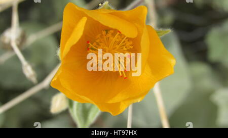 Globemallow deserto o albicocche malva, Sphaeralcea ambigua con giallo fiori arancione Foto Stock