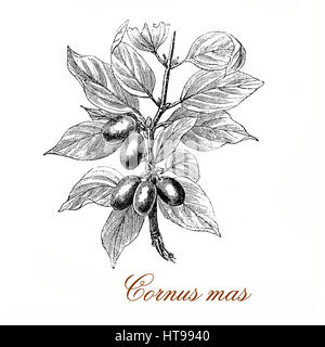 Corniolo o Cornus mas è una pianta flowering con cluster di giallo dei fiori di piccole dimensioni, il frutto è un rosso drupa oblunga commestibile con sapore acido e con un seme all'interno. Utilizzato in medicina tradizionale cinese. Foto Stock