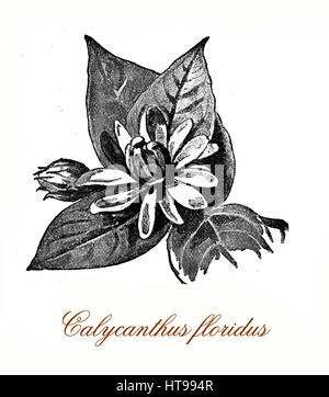 Vintage incisione di calycantus floridus, fioritura piante ornamentali con luminose ampie foglie e viola borgogna fiori profumati Foto Stock