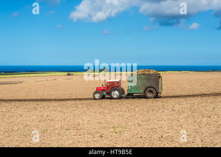 Cascavelle, Mauritius - Dicembre 10, 2015: Maurizio raccolto di canna da zucchero sul campo con mietitrici e carrello con pieno carico di raccolto di canna da zucchero Foto Stock