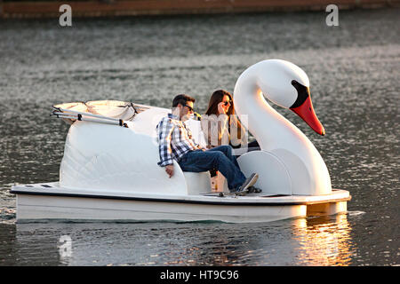 Un paio di paletta di un cigno in barca attorno a Lake Eola Park a Orlando in Florida. Lake Eola Park è situato nel cuore del centro cittadino di Orlando e casa di Walt Disney anfiteatro. Foto Stock