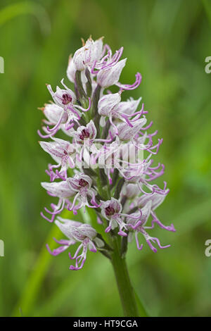 Orchide omiciattolo Orchis simia cresce su banca sul ciglio della strada, vicino a Romorantin, Loir et Cher, Regione centrale, Francia Foto Stock