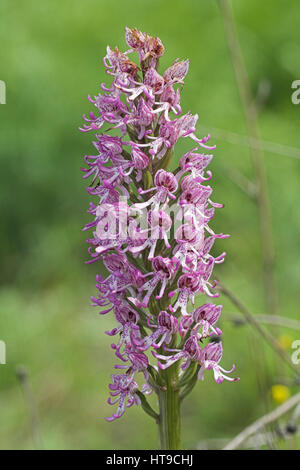 Orchide omiciattolo Orchis simia X Lady orchid Orchis purpurea hybrid cresce su chalk suolo, vicino a Bourges, Regione centrale, Francia Foto Stock