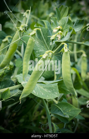 Mature di piselli verdi in un giardino Foto Stock