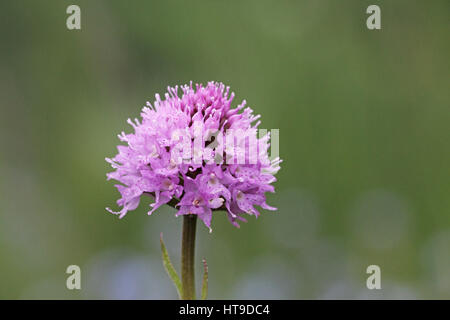 Globo rosa orchid Traunsteinera globosa Foto Stock