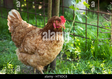 Uova di galline ovaiole in cantiere Foto Stock
