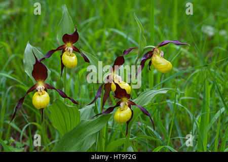 Pianella della Madonna orchid Cypripedium calceolus nel bosco in prossimità di Trezanne Vercors Parco Naturale Regionale del Vercors Francia, giugno 2016 Foto Stock