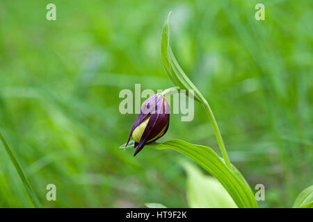 Pianella della Madonna orchid Cypripedium calceolus in bud nel bosco in prossimità di Trezanne Vercors Parco Naturale Regionale del Vercors Francia, giugno 2016 Foto Stock