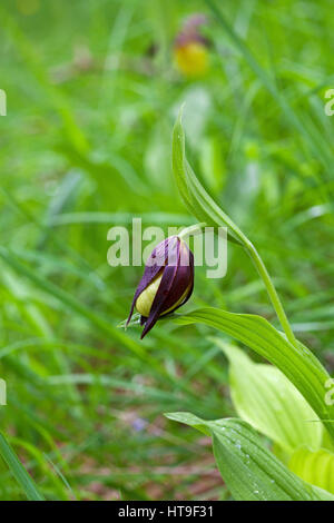 Pianella della Madonna orchid Cypripedium calceolus in bud nel bosco in prossimità di Trezanne Vercors Parco Naturale Regionale del Vercors Francia, giugno 2016 Foto Stock