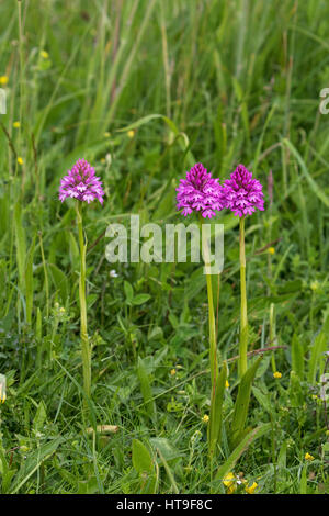 Orchide Anacamptis pyramidalis su chalk downland Noar Hill Hampshire e dell' Isola di Wight Wildlife Trust riserva vicino Newton Valence Hampshire E Foto Stock