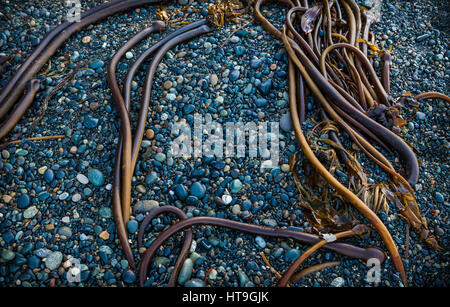 Bull kelp su una spiaggia rocciosa spiaggia francese, Isola di Vancouver, British Columbia, Canada. Foto Stock