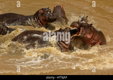 Ippopotami a giocare al fiume Talek, Masai Mara Game Reserve, Kenya Foto Stock