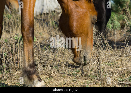 Cavalli selvaggi nel settore forestale Whalers Road Ninety Mile Beach, Nuova Zelanda, Northland Foto Stock