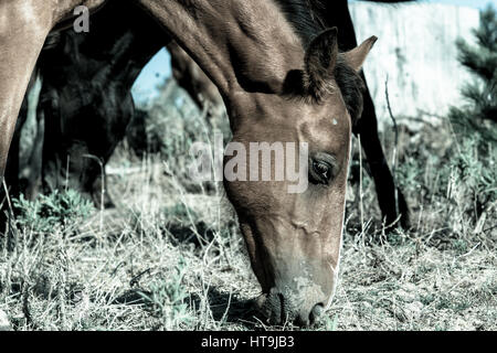 Cavalli selvaggi nel settore forestale Whalers Road Ninety Mile Beach, Nuova Zelanda, Northland Foto Stock