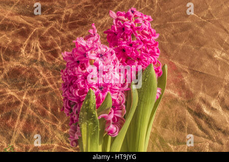 Giacinti nel giardino. Foto Stock