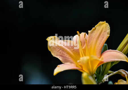 Giallo e arancione chiaro daylily fiore su sfondo scuro Foto Stock