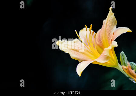 Giallo e arancione chiaro daylily fiore su sfondo scuro Foto Stock