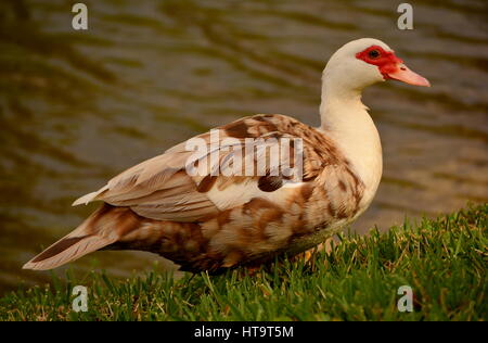 Un grande feral anatra muta esce un laghetto con le goccioline di acqua aggrappandosi al suo piumaggio a chiazze e waddles lentamente fino a Grassy Slope in Florida Centrale. Foto Stock