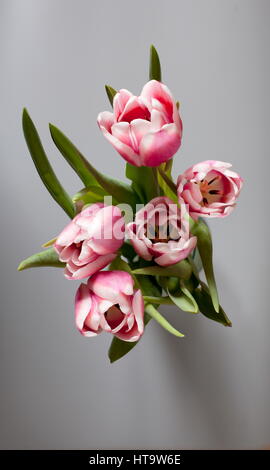 Bouquet tulipani sulla tavola lo sfondo grigio overhead shot Foto Stock