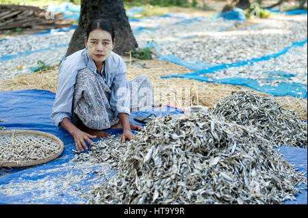 Myanmar (ex Birmanie). Ngapali. Stato Arakan. Il Bengala Campo da Golf. Villaggio di Pescatori. Le donne mettendo essiccato Foto Stock