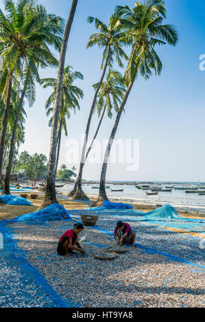 Myanmar (ex Birmanie). Ngapali. Stato Arakan. Il Bengala Campo da Golf. Villaggio di Pescatori. Le donne mettendo essiccato Foto Stock