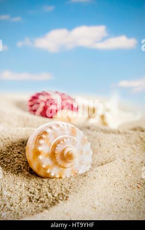 Alcune conchiglie sulla spiaggia dorata. Il cielo blu con nuvole in background Foto Stock