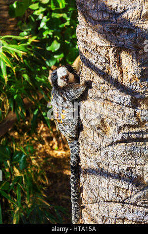 Lemuri con una coda a strisce si arrampica il tronco delle palme Foto Stock