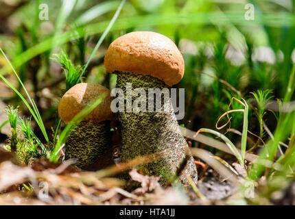 Due piccoli arancio-cap boletus cresce a bosco selvatico Foto Stock