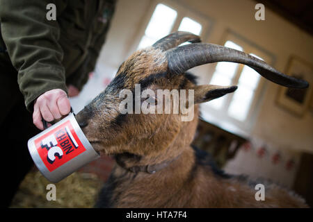 Il calcio tedesco club 1. FC Colonia la mascotte, il billy-goat Hennes VIII, allo zoo di Colonia, Germania, 04 marzo 2017. L'animale potrà girare a dieci sul 10.03.17. Foto: Rolf Vennenbernd/dpa Foto Stock