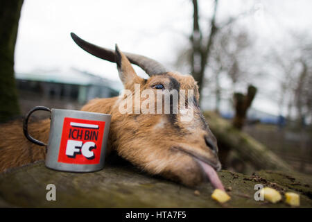 Il calcio tedesco club 1. FC Colonia la mascotte, il billy-goat Hennes VIII, allo zoo di Colonia, Germania, 04 marzo 2017. L'animale potrà girare a dieci sul 10.03.17. Foto: Rolf Vennenbernd/dpa Foto Stock