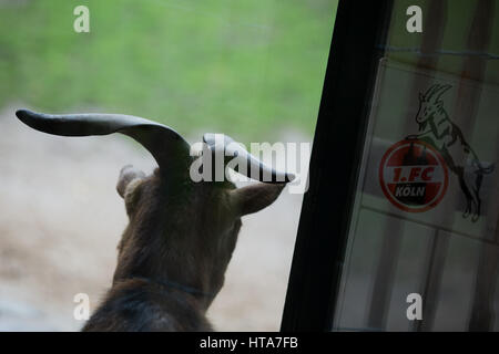 Il calcio tedesco club 1. FC Colonia la mascotte, il billy-goat Hennes VIII, nel team di stadium di Colonia, Germania, 04 marzo 2017. L'animale potrà girare a dieci sul 10.03.17. Foto: Rolf Vennenbernd/dpa Foto Stock