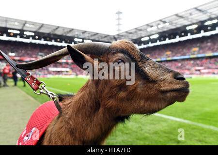 Il calcio tedesco club 1. FC Colonia la mascotte, il billy-goat Hennes VIII, nel team di stadium di Colonia, Germania, 04 marzo 2017. L'animale potrà girare a dieci sul 10.03.17. Foto: Federico Gambarini/dpa Foto Stock