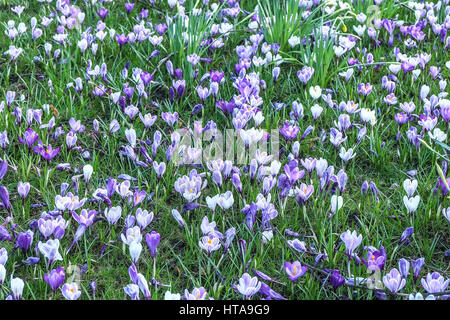 Londra, Regno Unito. 9 Marzo, 2017. La molla come meteo oggi nel parco di Greenwich withDaffodils e Crocus in piena fioritura.Credit: claire doherty/Alamy Live News Foto Stock