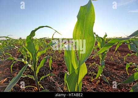 CAMPO MOURÃO, PR - 09.03.2017: SUPER PRODUÇÃO DE MILHO SAFRINHA - Dipartimento di Economia rurale (Deral) Ã³rgÃ £ al Segretario di Stato per l'Agricoltura e fornitura alimentare (Seab) Campo nÃºcleo Moura £ o, estÃ¡ la progettazione di un super il raccolto di granturco in regia £ al campo di nightshade £ o, nel Midwest ParanÃ¡. L'Ã¡rea è aumentato da 365.000 ettari contro 327.000 nel 2016, pari a un aumento del 11%. Il projeçÃ £ il volume produçÃ £ Tamba © m terÃ¡ la crescita del 23%. Sarà il £ 2,1 milioni di tonnellate di questa stagione da 1.7 miglio £ l'ultimo. Nella foto, inverno mais in Campo Mourão £ o. (Pho Foto Stock