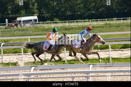 Corsa di cavalli per il premio estate,Russia. Foto Stock