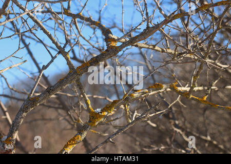 Vecchio albero grigio rami con giallo e arancione moss. multi-colore di moss sulla corteccia di un vecchio albero. per lo sfondo o banner. licheni Foto Stock