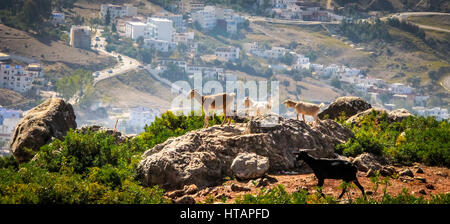 Capre sulle colline di Chefchouen - Marocco Foto Stock