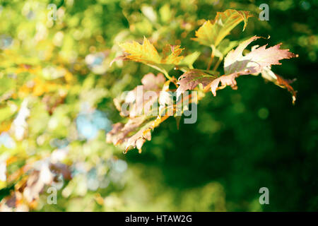 Primavera fresche foglie di acero nella campagna inglese. Foto Stock