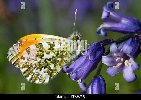 Maschio punta arancione farfalla (Anthocharis cardamines) su un Bluebell Foto Stock