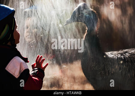 Adorable little boy in zoo mesmerized da uccello casuario Foto Stock