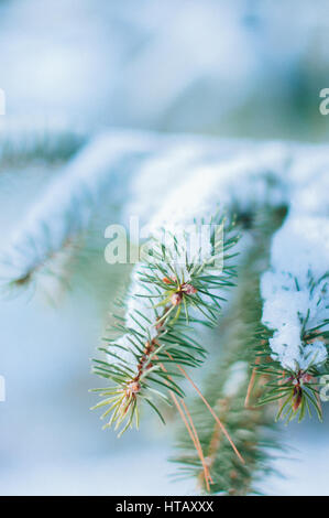 Coperta di neve rami di pino in inverno Foto Stock