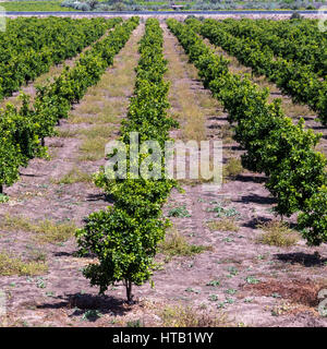 Alberi di arancio Agriturismo in Sicilia, Italia. Arance la coltivazione di frutta. Foto Stock