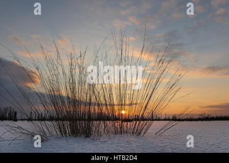 La sera in Goldenstedter invernale moor, Abend im winterlichen Goldenstedter Moor Foto Stock