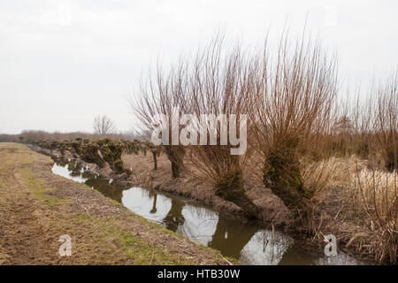 Paesi Bassi il paesaggio con potatura pollard salici in primavera Foto Stock