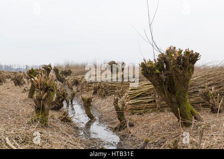 Paesi Bassi il paesaggio con potatura pollard salici in primavera Foto Stock