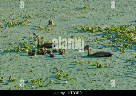 Famiglia di nero fischio panciuto anatra (Dendrocygna autumnalis), olmo Lago coperto con lemna (duckweeds) in Brazos Bend State Park vicino a Houston, Texas Foto Stock