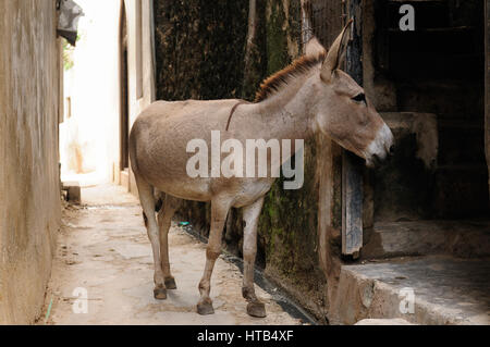 Asino essendo utilizzato per il trasporto di merci su l'arcipelago di Lamu in piedi dalla parete della casa nella città di Lamu, Kenya Foto Stock