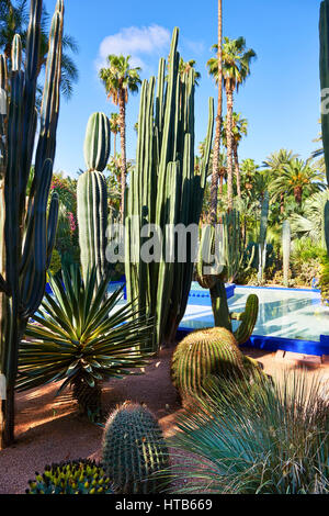 Catus nel Giardino Majorelle Giardino botanico progettato dall artista francese Jacques Majorelle negli anni venti e trenta, Marrakech, Marocco Foto Stock