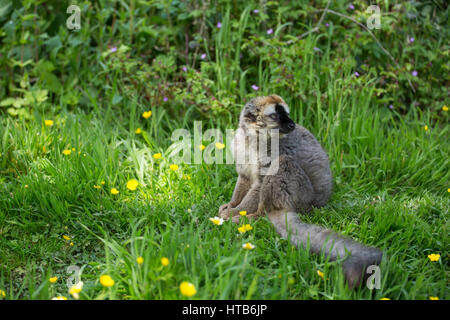 Un rosso fiammante Lemur seduti al sole. Foto Stock