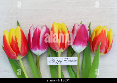 Felice Pasqua card con tulipani colorati di bianco su una superficie di legno Foto Stock